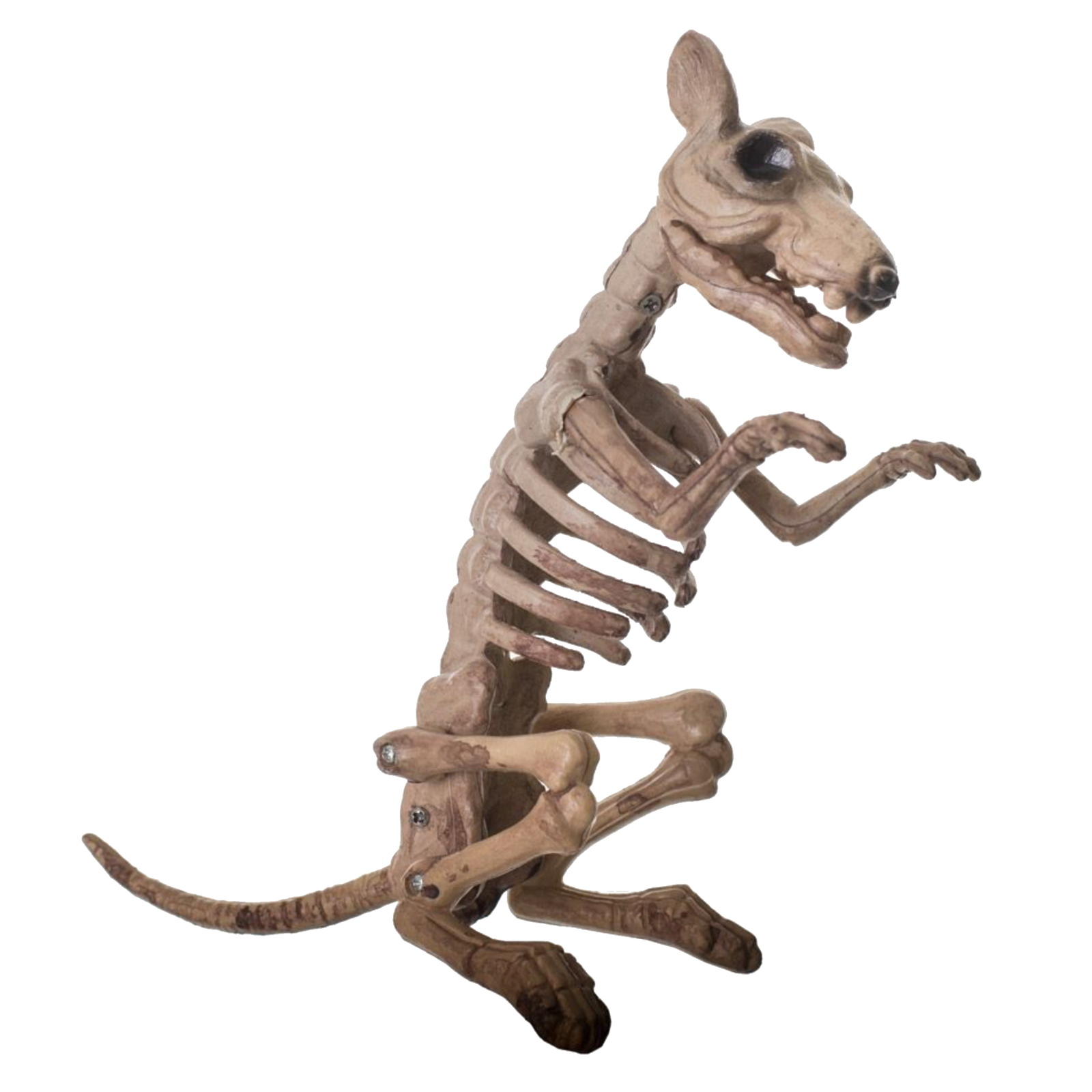 Skeleton Rat