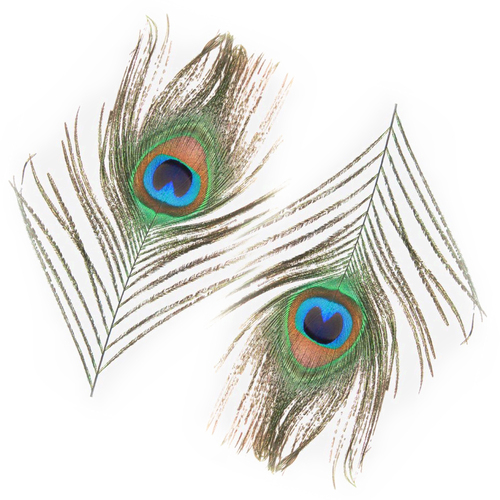Single Peacock Feathers - 2pc Pack (Artificial Feather) image