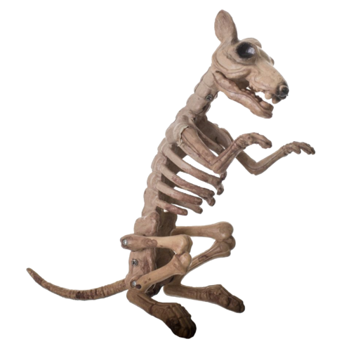 Skeleton Rat image