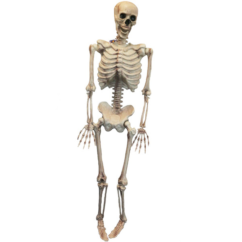 60" Hanging Skeleton image